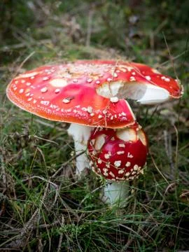 Small closed and big opened red Amanita muscaria (Fly Agaric) Stock Photos