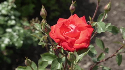 Small closed rose buds on the background of a blurred pink rose flower Stock Footage 247491109