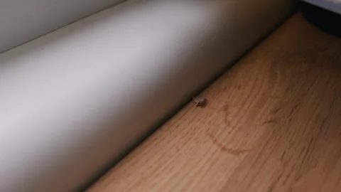Small Clothes Moth Resting on Wooden Floor Beside White Baseboard Stock Footage 334736337