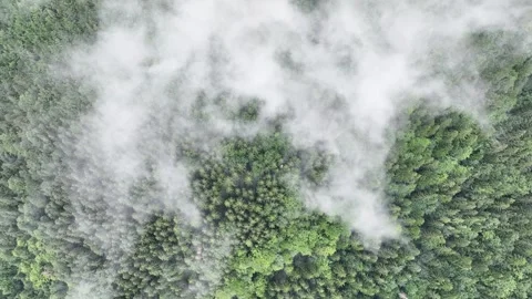 A small cloud of fog, over a spruce forest Stock Footage 281008462