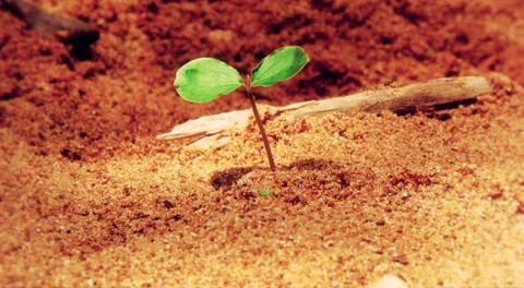 A small clover Stock Photos