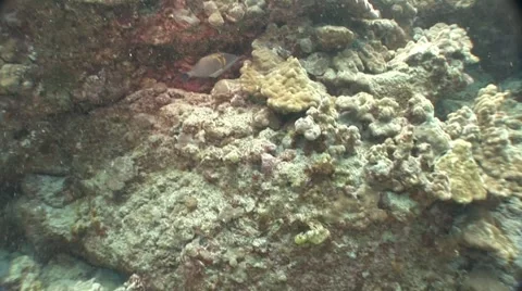 Small clown Fish in Coral Stock Footage 5261904