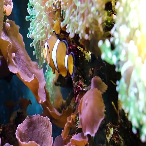 Small clown fish swims and hides in coral at an aquarium. Stock Footage