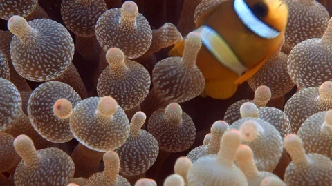 Small Clownfish in Anemone Stock Footage 94845071
