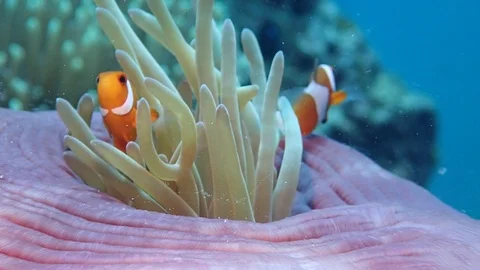 Small clownfish in slow motion Video stock 114395589