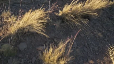 Small clump of dry grass on a dry and clayey soil, in Argentina Stock Footage 237293143