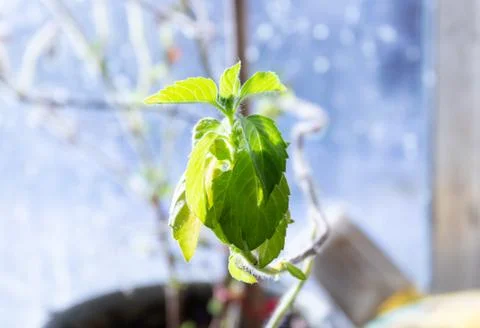Small clump of leaves Stock Photos