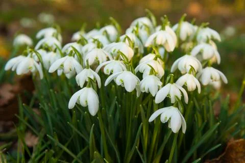 Small clump of white snowdrops Stock Photos