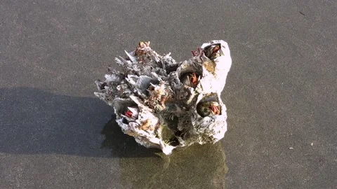 Small cluster of Acorn Barnacles on the beach Stock Footage 225368668