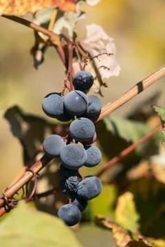 Small Cluster of Blue Grapes Foto stock