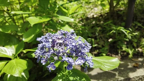 Small Cluster of Flowers Swaying in the Wind Stock Footage 319221796