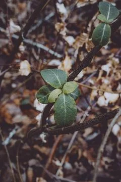 Small Cluster of Green Leaves Sprouting on a Vine Against a Dark Forest Floor Stock Photos