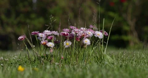 Small cluster of pink and white daisy flowers Stock Footage 342711564