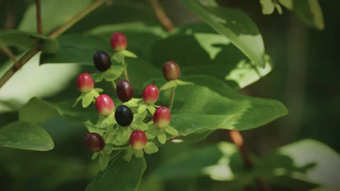 Small cluster of pink / green / black hypericum berries - close up. 4K tripod Stock-Footage 247715780