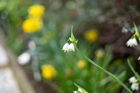 Small Cluster of White Spring Snowflake Flowers Stock Photos