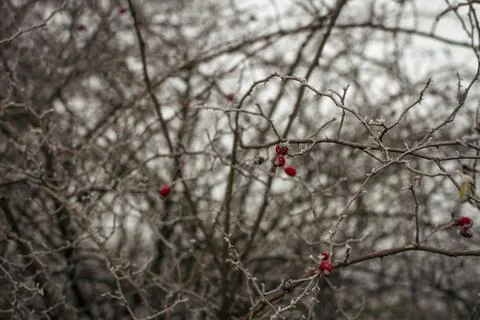 Small clusters of red rose hips rest on thin frosted branches, standing out.. Stock Photos