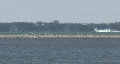 Small Coast Guard Boat HD Footage
