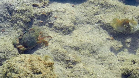 Small Coastal Crab Moving Across Sandy Seabed in Shallow Tropical Water Stock-Footage 337022476