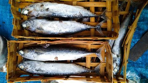 Small Cob Fish Stock Photos