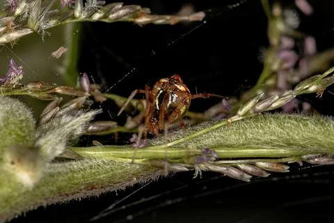 Small Cobweb Spider Stock Photos
