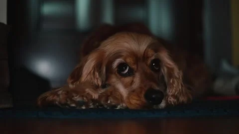 A small cocker spaniel rests on the floor with its head on its paws. The dog has Stock Footage 339093973