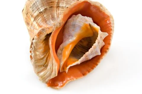	The small cockle-shell is inside the big cockle-shell Stock Photos