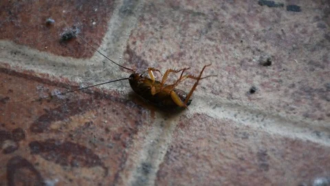 Small cockroach lie waiting for death on floor because spray insecticide Video stock 104227192