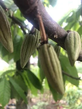 Small cocoa pods Stock Photos