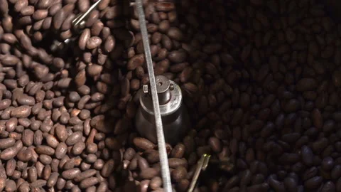 Small cocoa roaster Many hot freshly baked cocoa beans Stock Footage 144936594