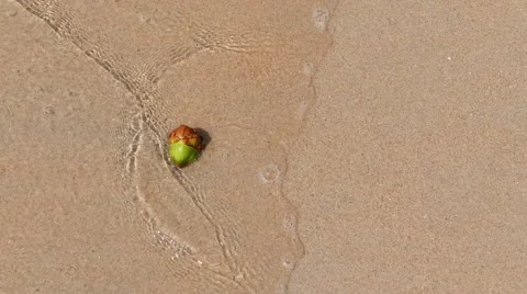 Small coconut at the beach washed out Stock Footage 50376101