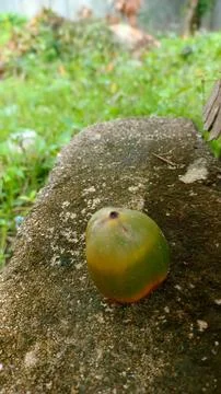 Small coconut on the brick in the ground Stock Photos