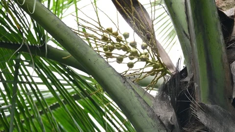 Small coconut fruit with flowers in the tree. Stock Footage 318937039
