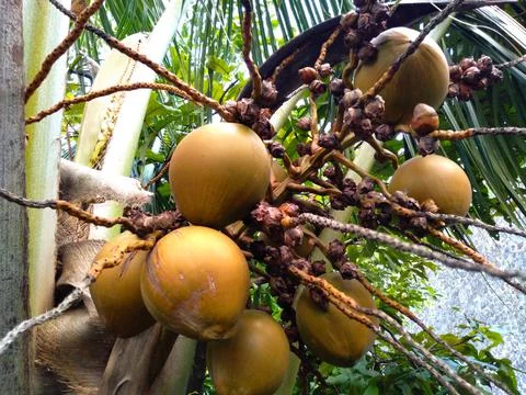 Small coconut fruit Stock Photos