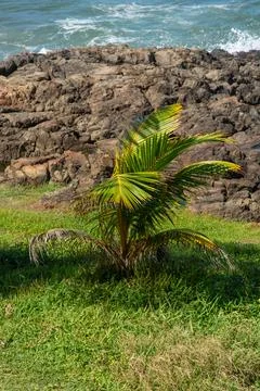 Small coconut palm tree facing the sea Foto stock