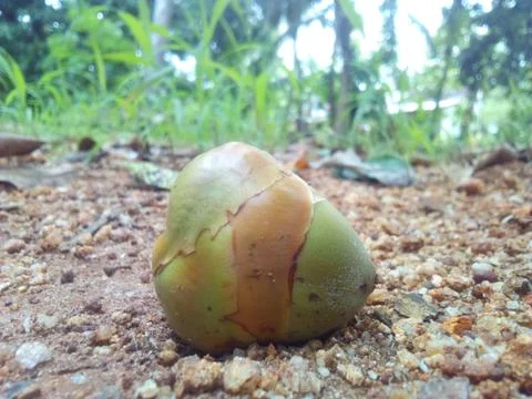 Small Coconut Foto stock