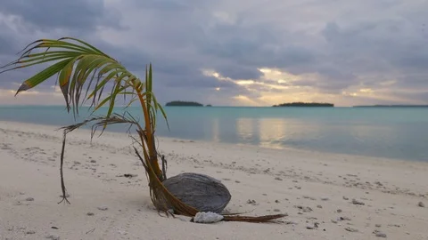 Small coconut tree growing on isolated beach on tropical island Stock Footage 107891632