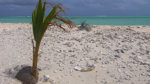 Small coconut tree growing on isolated beach on tropical island Stock Footage 107891739