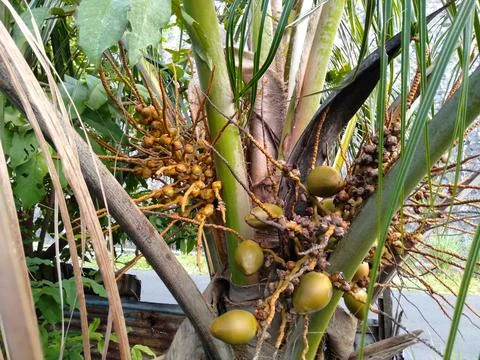 Small Coconut Tree Stock Photos