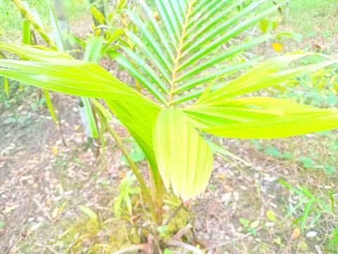 Small coconut tree Stock Photos