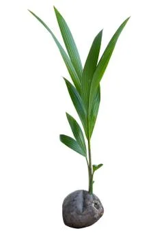 Small Coconut Tree Sprouted From Coconut Seed. Stock Photos