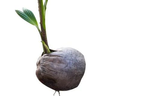 Small Coconut Tree Sprouted From Coconut Seed. Stock Photos