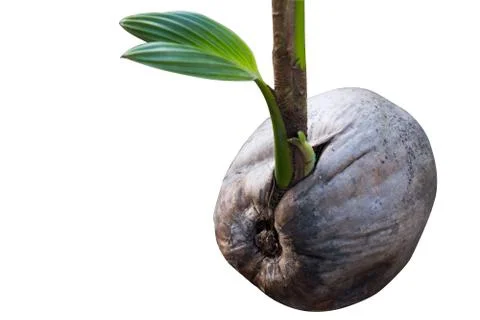 Small Coconut Tree Sprouted From Coconut Seed. Stock Photos