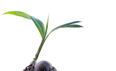 Small Coconut Tree Sprouted From Coconut Seed. Stock-Fotos