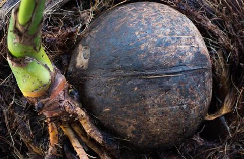 Small Coconut Tree Sprouted From Coconut Seed. Stock Photos