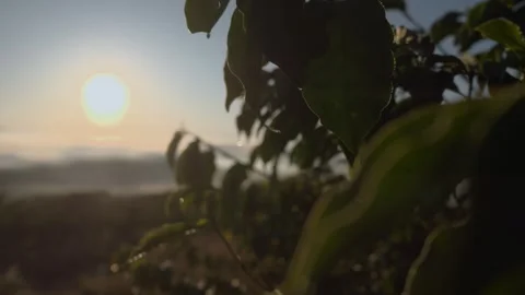 Small coffee plant on a large farm producing specialty coffees Stock Footage 258600672