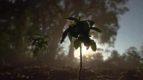 Small coffee plant on a large farm producing specialty coffees Stock Footage 258600792
