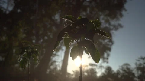 Small coffee tree on a farm producing specialty coffees Stock Footage 258601033