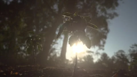 Small coffee tree on a farm producing specialty coffees Stock Footage 258601042
