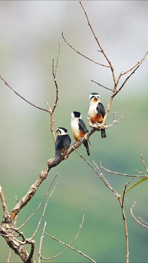 Small Collared Falconet Birds Perched Together on a Dry Tree Branch 库存影片 330318616