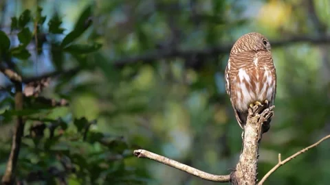 Small Collared Pygmy Owl Perched on a Tree Branch in the Wild Forest Stock Footage 329460250